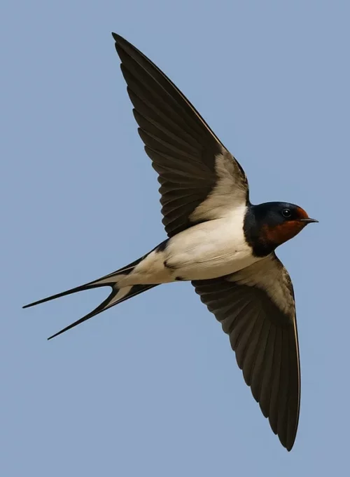 Lastovička obyčajná v lete